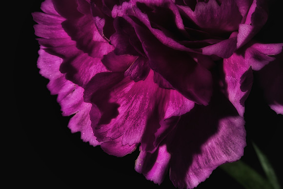 Naramore Flowers