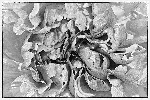 Naramore Flowers