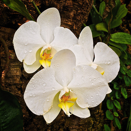 UNC Charlotte Botanical Garden