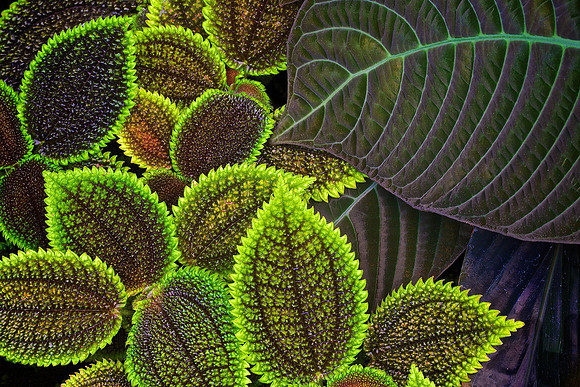 UNC Charlotte Botanical Garden