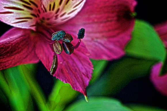Naramore Flowers