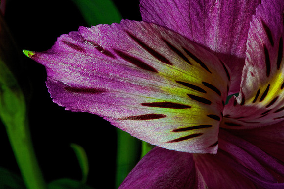 Naramore Flowers