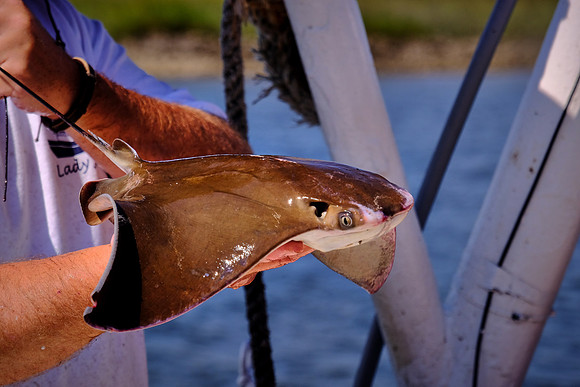 Shrimping on Brunswick River, St. Simons Island, GA