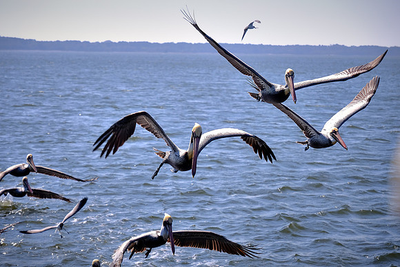 Shrimping on Brunswick River, St. Simons Island, GA