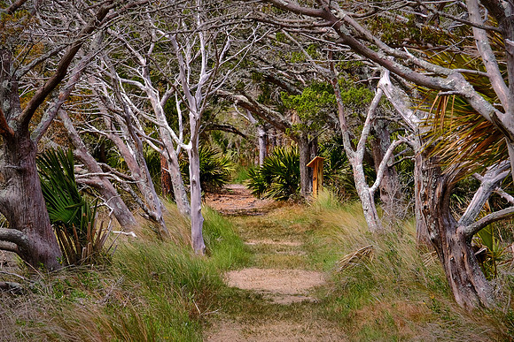 Sapelo Island, GA