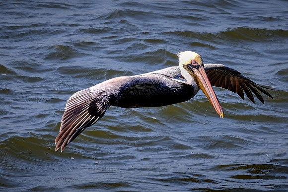 Shrimping on Brunswick River, St. Simons Island, GA