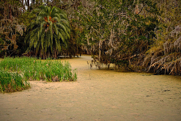 Sapelo Island, GA