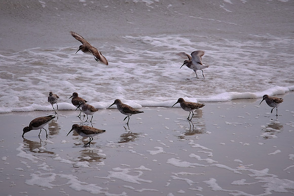 Sapelo Island, GA