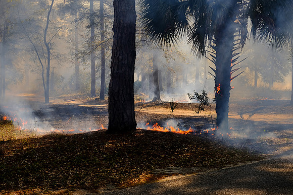 Controled Burn, Spring Island, SC