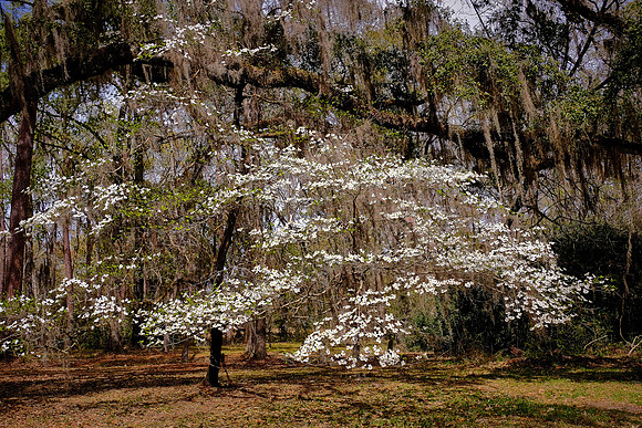 Old Sheldon Church, Beaufort, SC