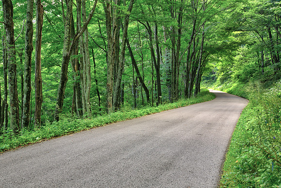 On the road to Spruce Knob, WV