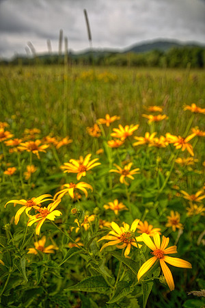 Canaan Valley State Park, Davis, WV