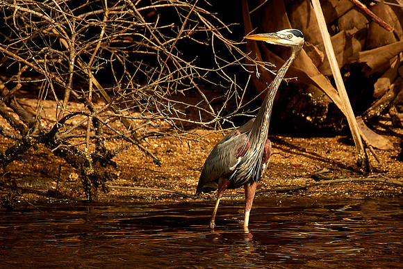 Great Blue Heron, Tomoka State Park, FL