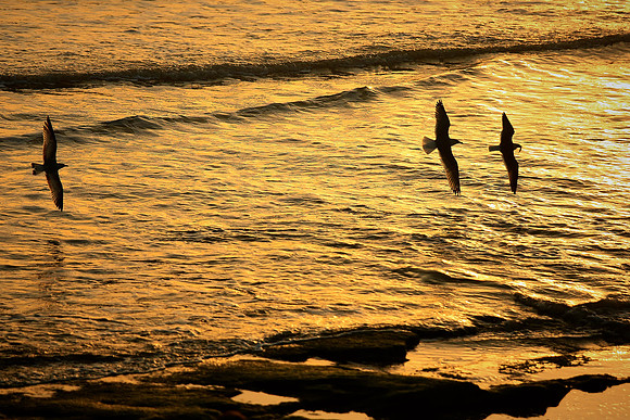 Sunrise, Atlantic coast, Palm Coast, FL