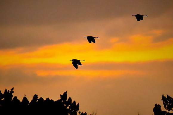 Sunset over the Matanzas River,  Bing's Landing, FL