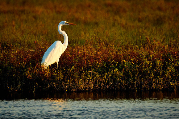Great egret, Tomoka State Park, FL