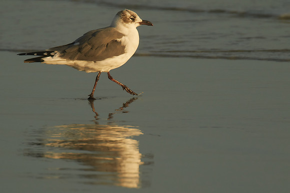 Laughing Gull, Fort Matanzas National Monument, Atlantic coast, FL
