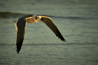 2015 Dec - Birds, Sunrises, & Sunsets, FL