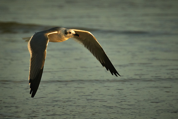Laughing Gull, Fort Matanzas National Monument, Atlantic coast, FL