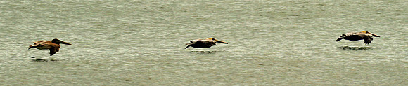 Brown pelican, Atlantic coast, Palm Coast, FL
