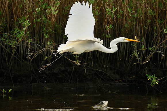 Great egret, Tomoka State Park, FL