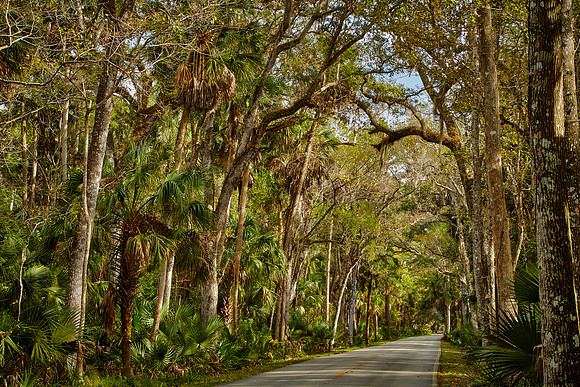 Ormond Beach, near Tomoka State Park, FL