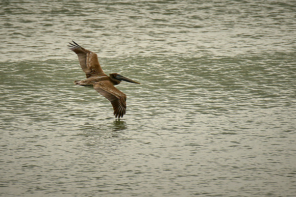 Brown pelican, Atlantic coast, Palm Coast, FL