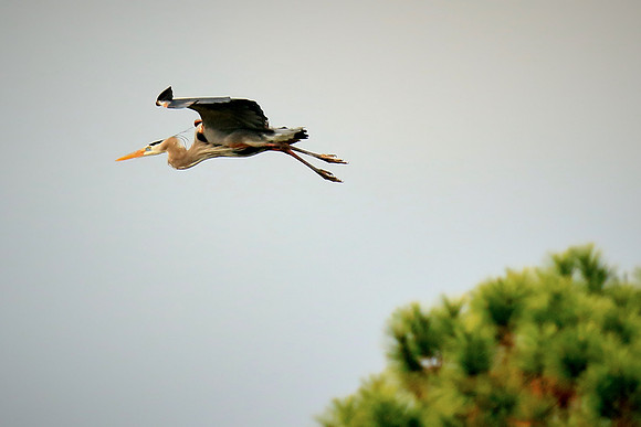 Sunset, Great Blue Heron, Bing's Landing, Palm Coast, FL