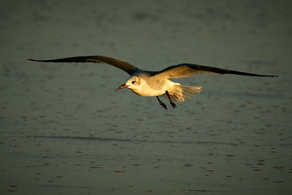Laughing Gull, Fort Matanzas National Monument, Atlantic coast, FL