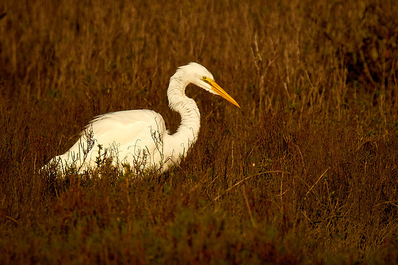 Great egret, Tomoka State Park, FL