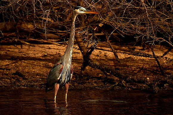 Great Blue Heron, Tomoka State Park, FL
