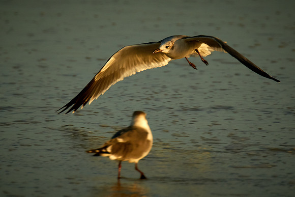 Laughing Gull, Fort Matanzas National Monument, Atlantic coast, FL