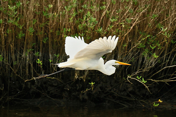 Great egret, Tomoka State Park, FL
