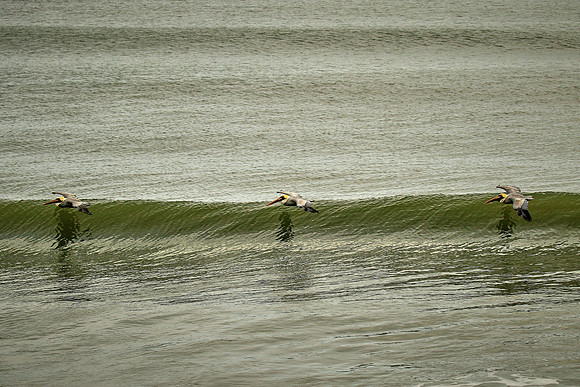 Brown pelican, Atlantic coast, Palm Coast, FL