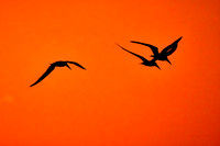 2015 Dec - Birds, Sunrises, & Sunsets, FL
