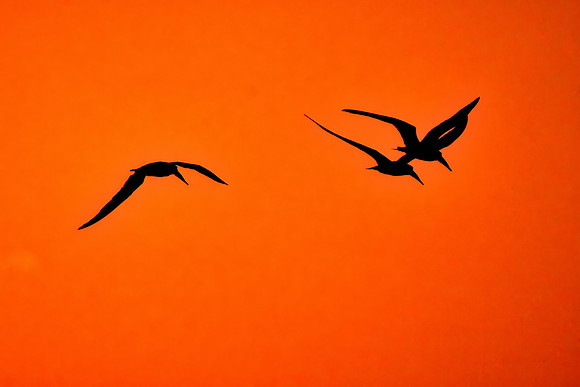 Sunrise, Fort Matanzas National Monument, Atlantic coast, FL