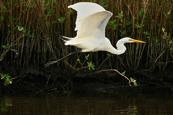 Great egret, Tomoka State Park, FL