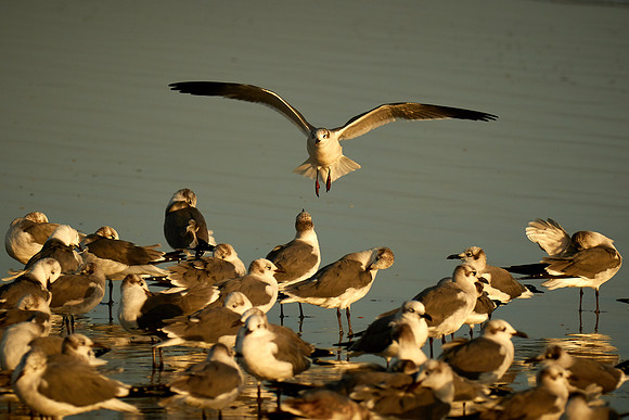 Laughing Gull, Fort Matanzas National Monument, Atlantic coast, FL