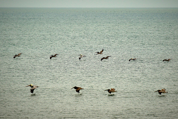 Brown pelican, Atlantic coast, Palm Coast, FL