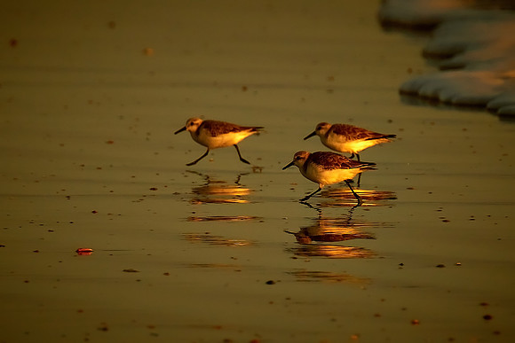 Sanderling, Fort Matanzas National Monument, Atlantic coast, FL