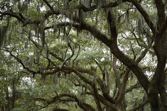 Live oak tree, Savannah, GA
