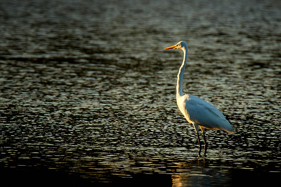 Great egret, Tomoka State Park, FL