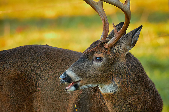 Cades Cove, Great Smokey  Mountain National Park, TN
