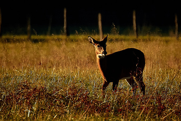 Cades Cove, Great Smokey  Mountain National Park, TN