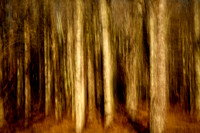 2015 Dec - Cades Cove, GSMNP, TN