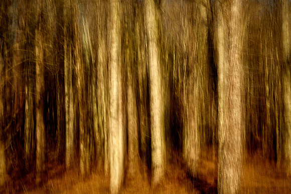 Cades Cove, Great Smokey  Mountain National Park, TN