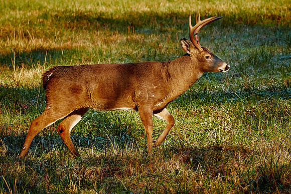 Cades Cove, Great Smokey  Mountain National Park, TN