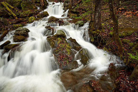 Middle Prong Little River, Great Smokey  Mountain National Park, TN