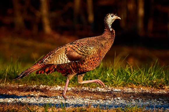 Cades Cove, Great Smokey  Mountain National Park, TN