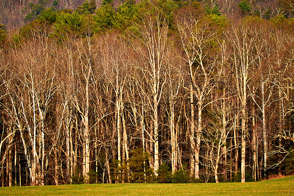 Cades Cove, Great Smokey  Mountain National Park, TN